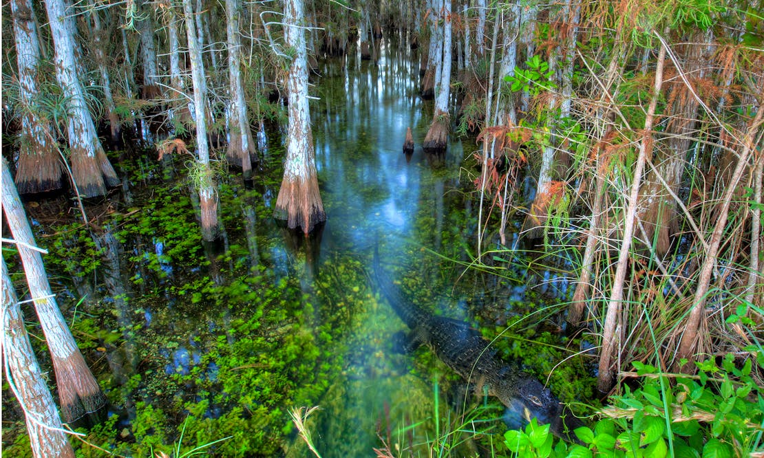 Everglades