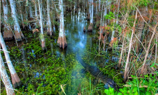 Everglades