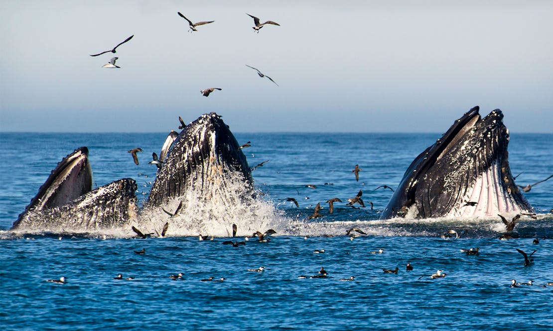 Feeding Whales