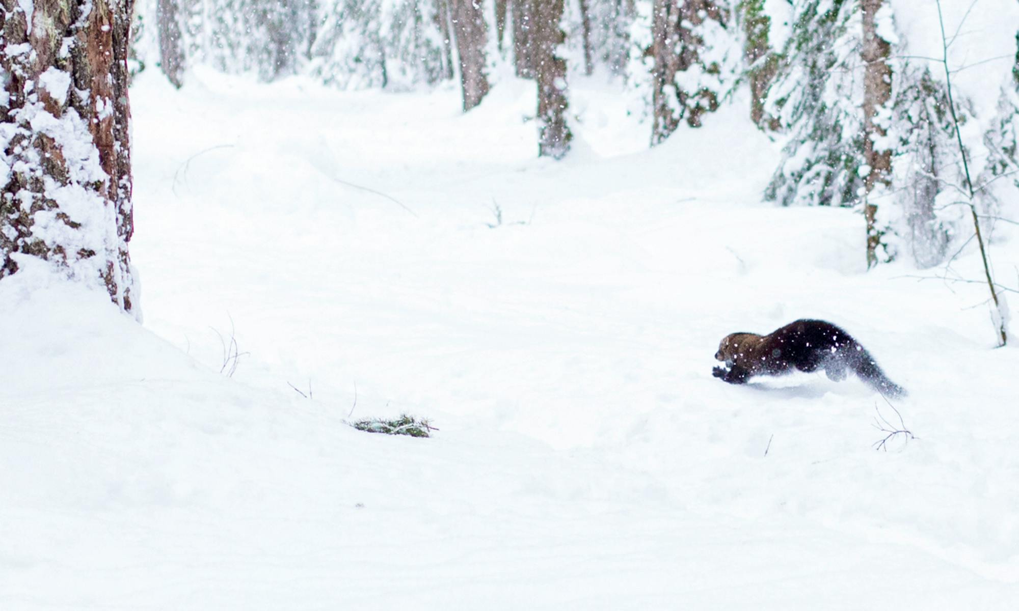 Fisher release on Mount Rainier