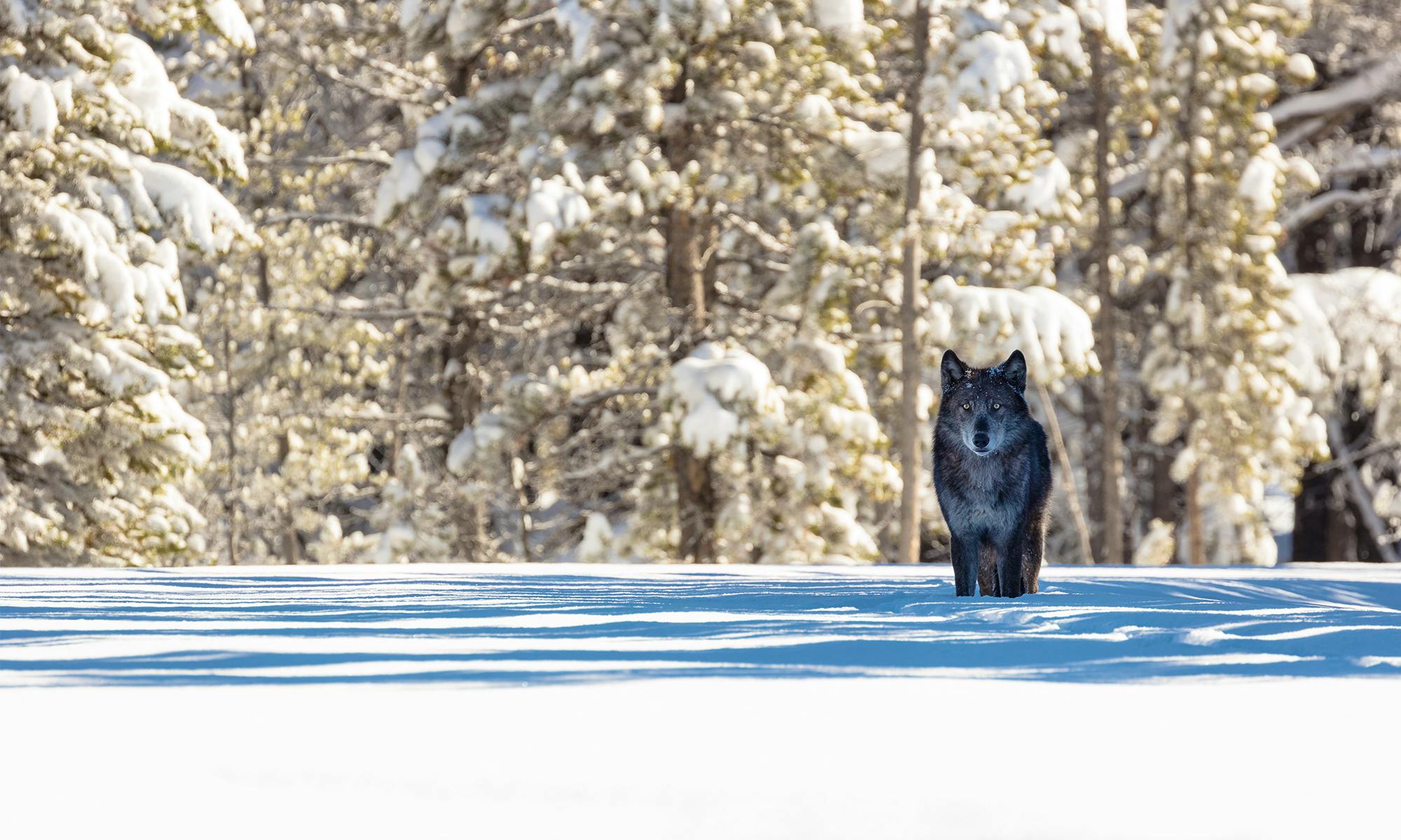Gray Wolf in Yellowstone