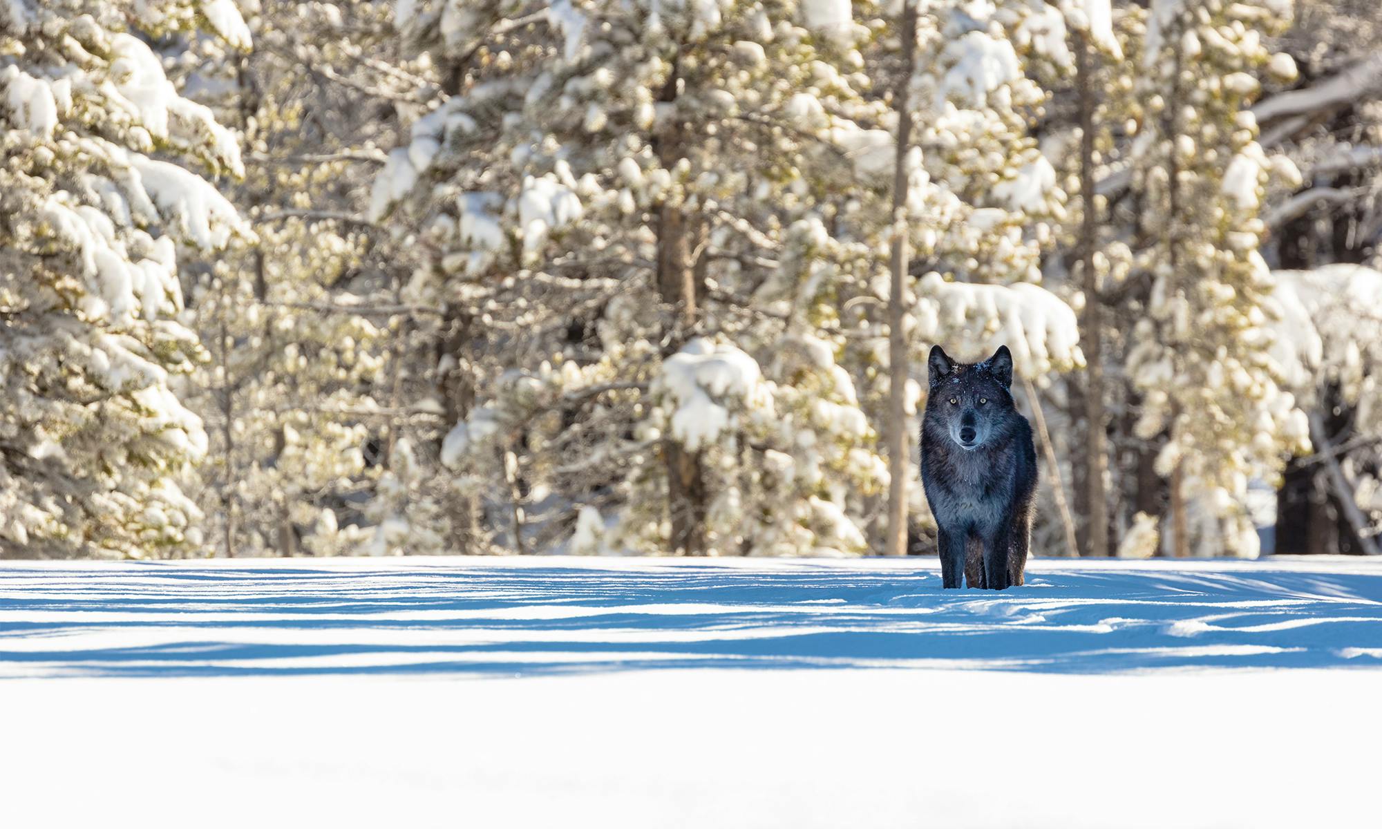 Gray Wolf in Yellowstone