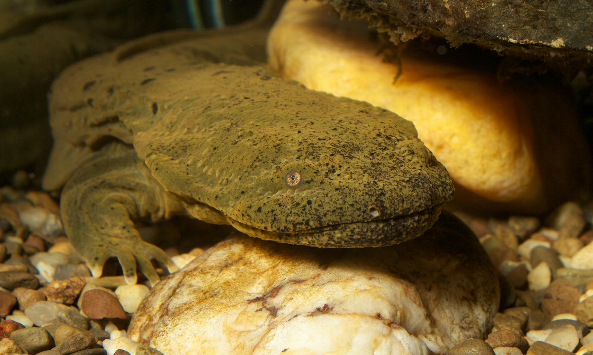 Hellbender in stream bed