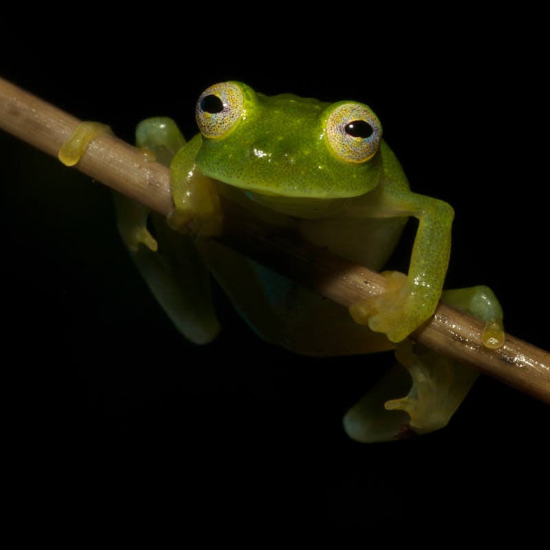 Glass frog