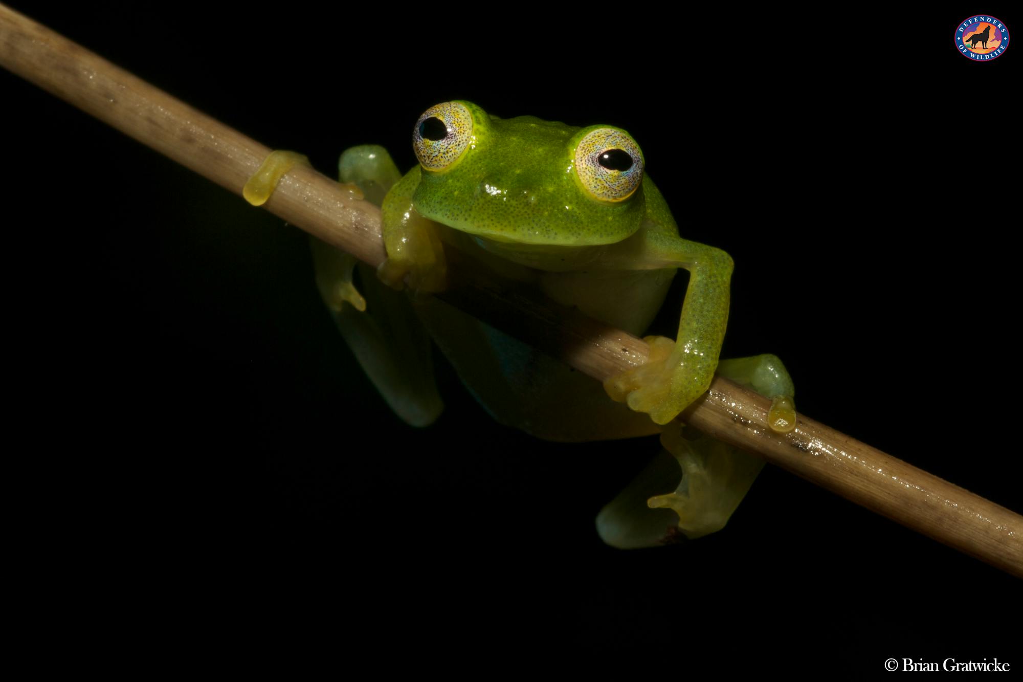 Glass frog