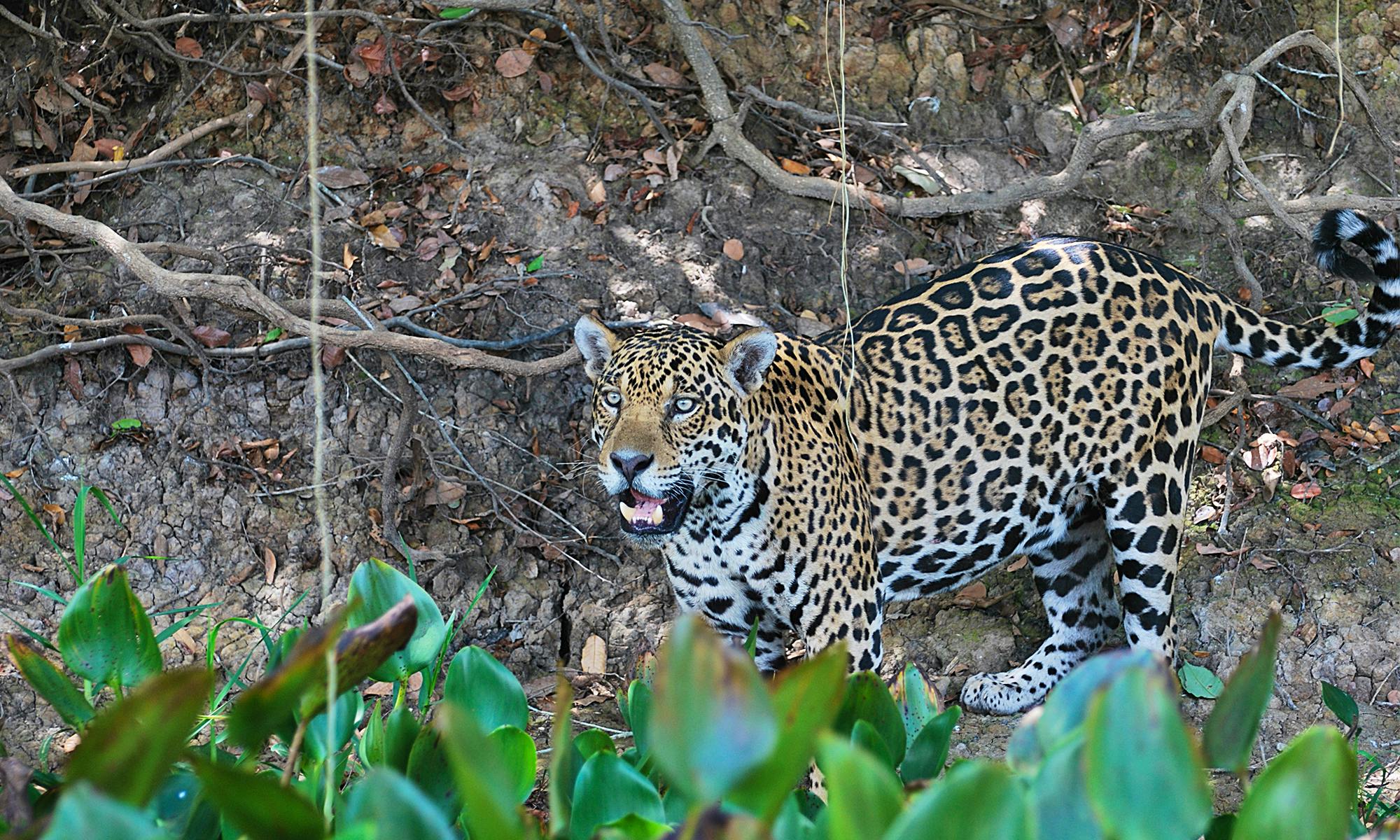 Jaguar