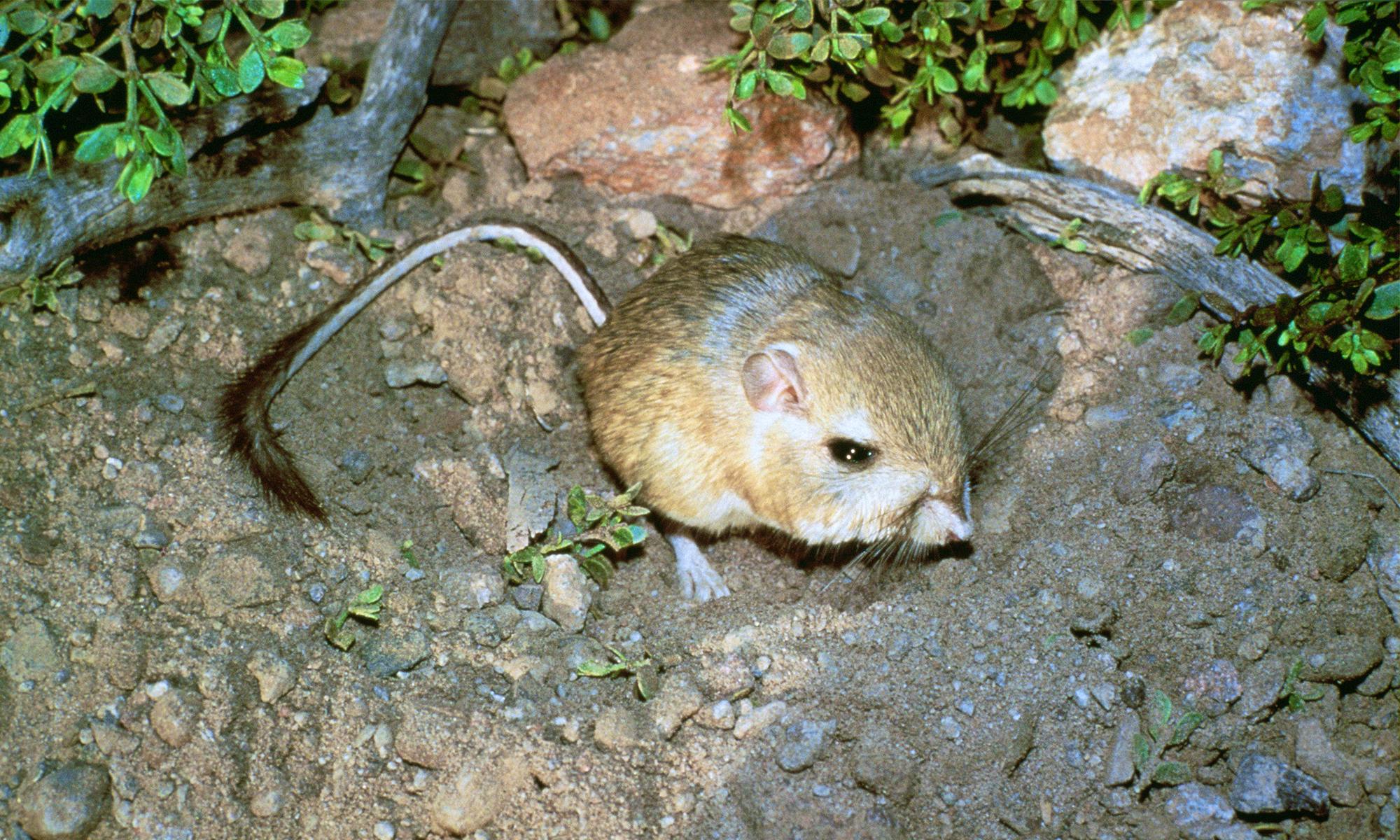 Kangaroo rat