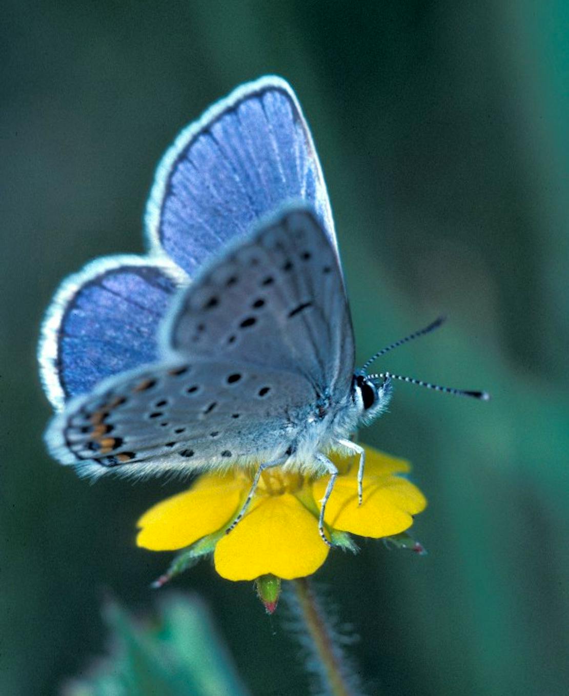 Karner Blue Butterfly