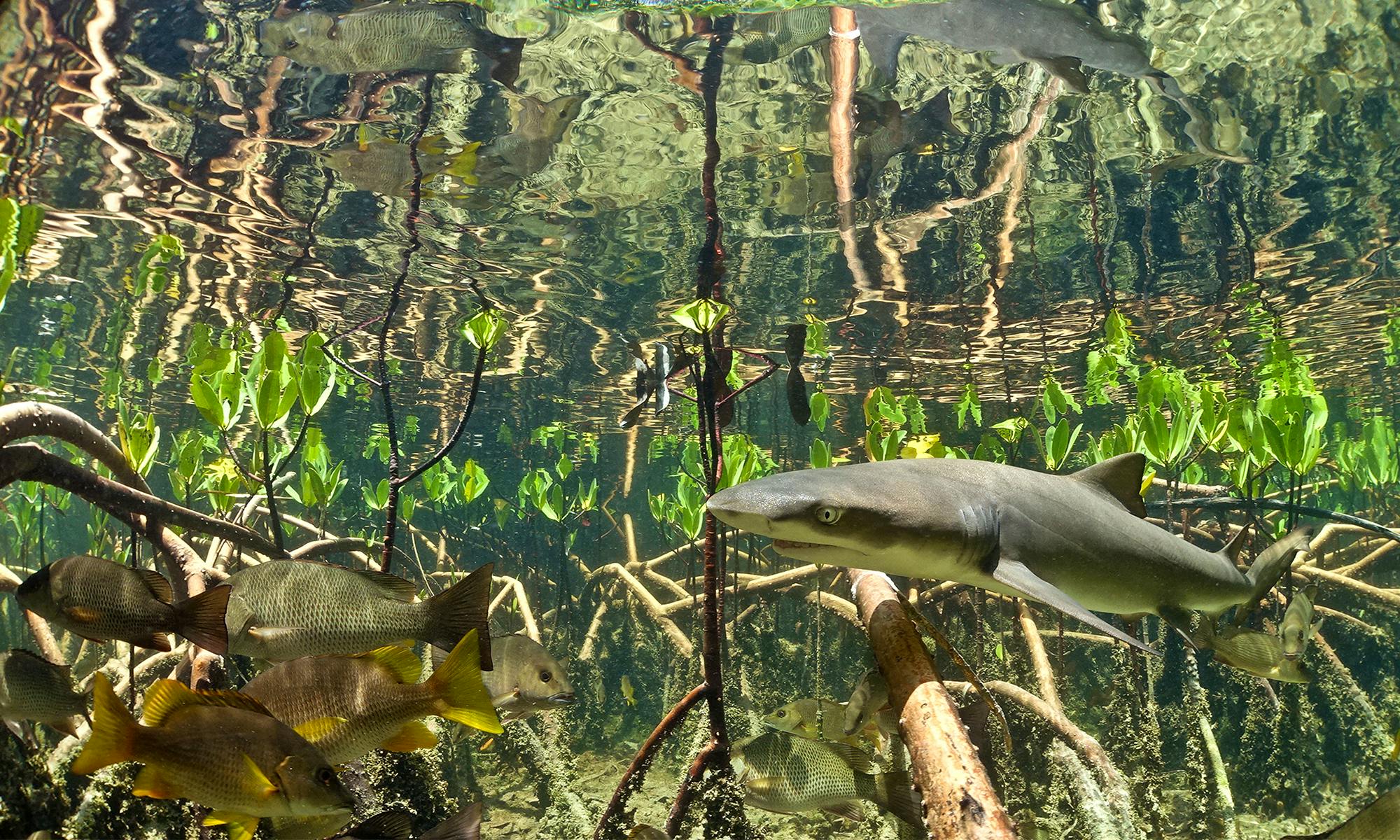 Lemon Shark, Bahamas