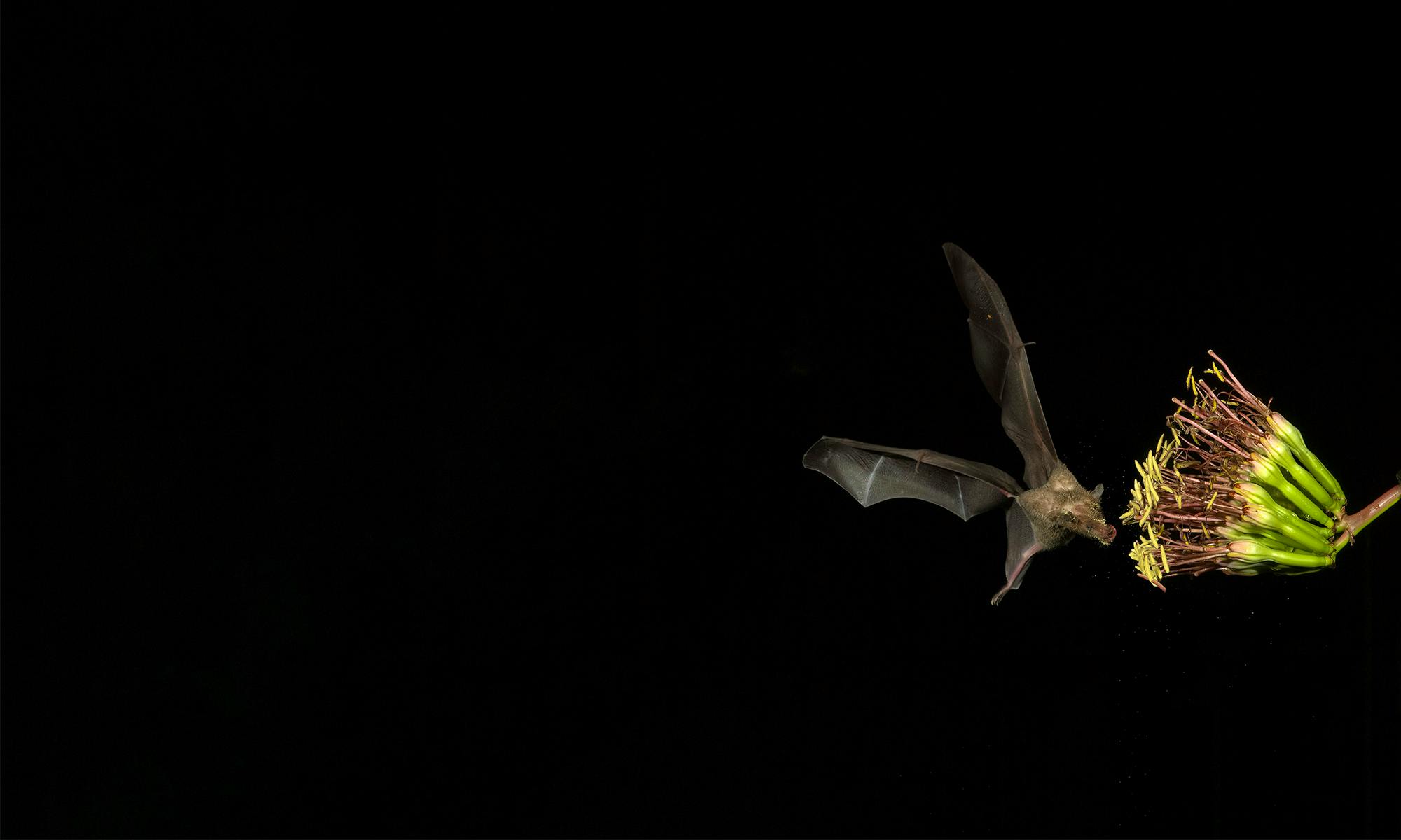 Lesser Long-Nosed Bat