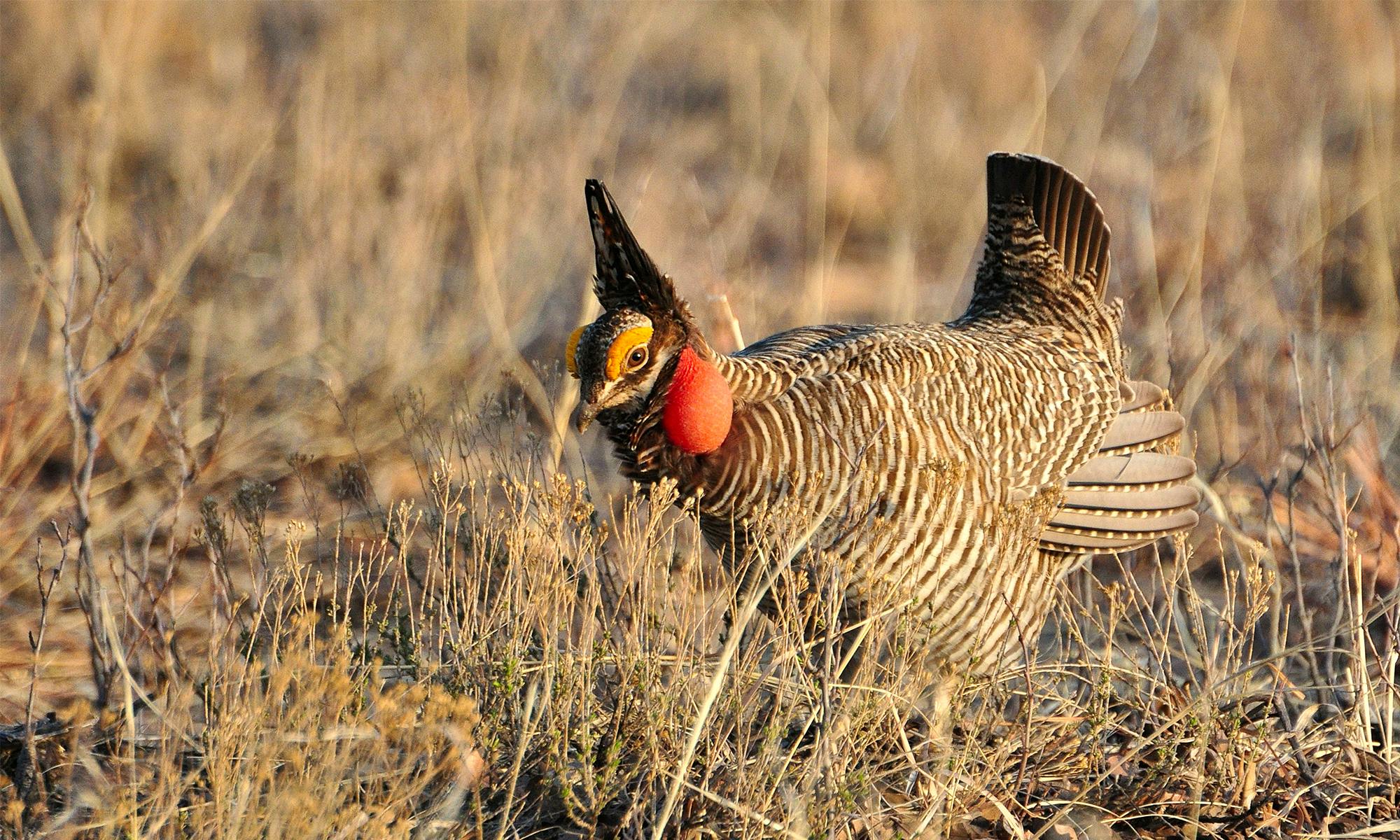 Lesser Prairie Chicken | Defenders of Wildlife