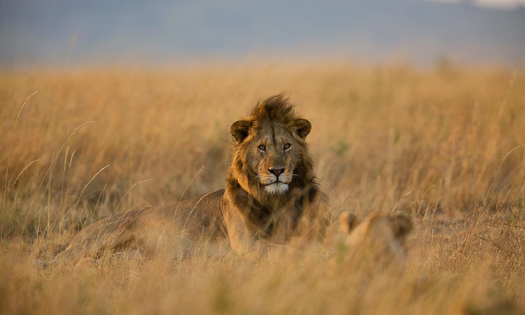 Lion and lioness in the grass