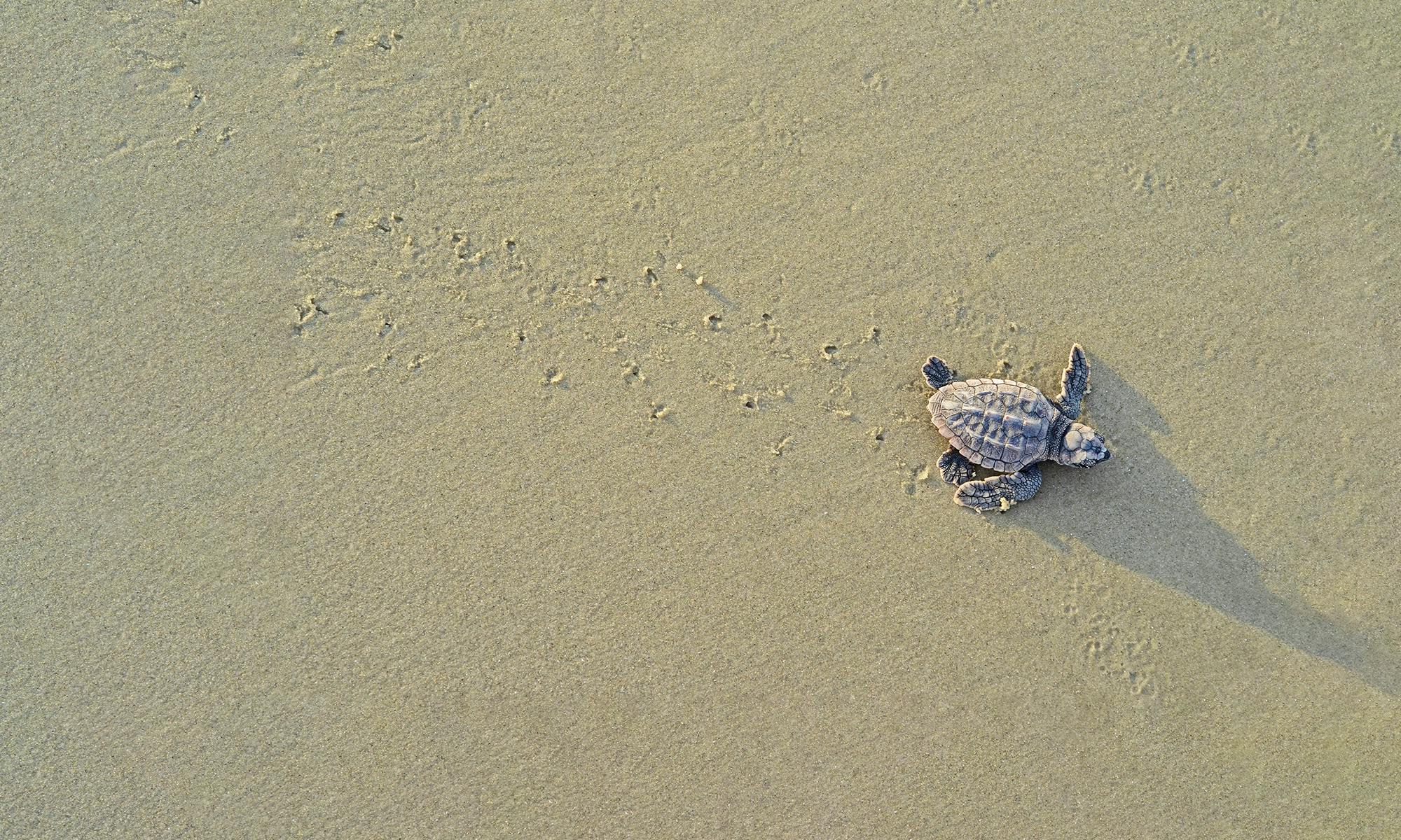 Loggerhead sea turtle hatchling