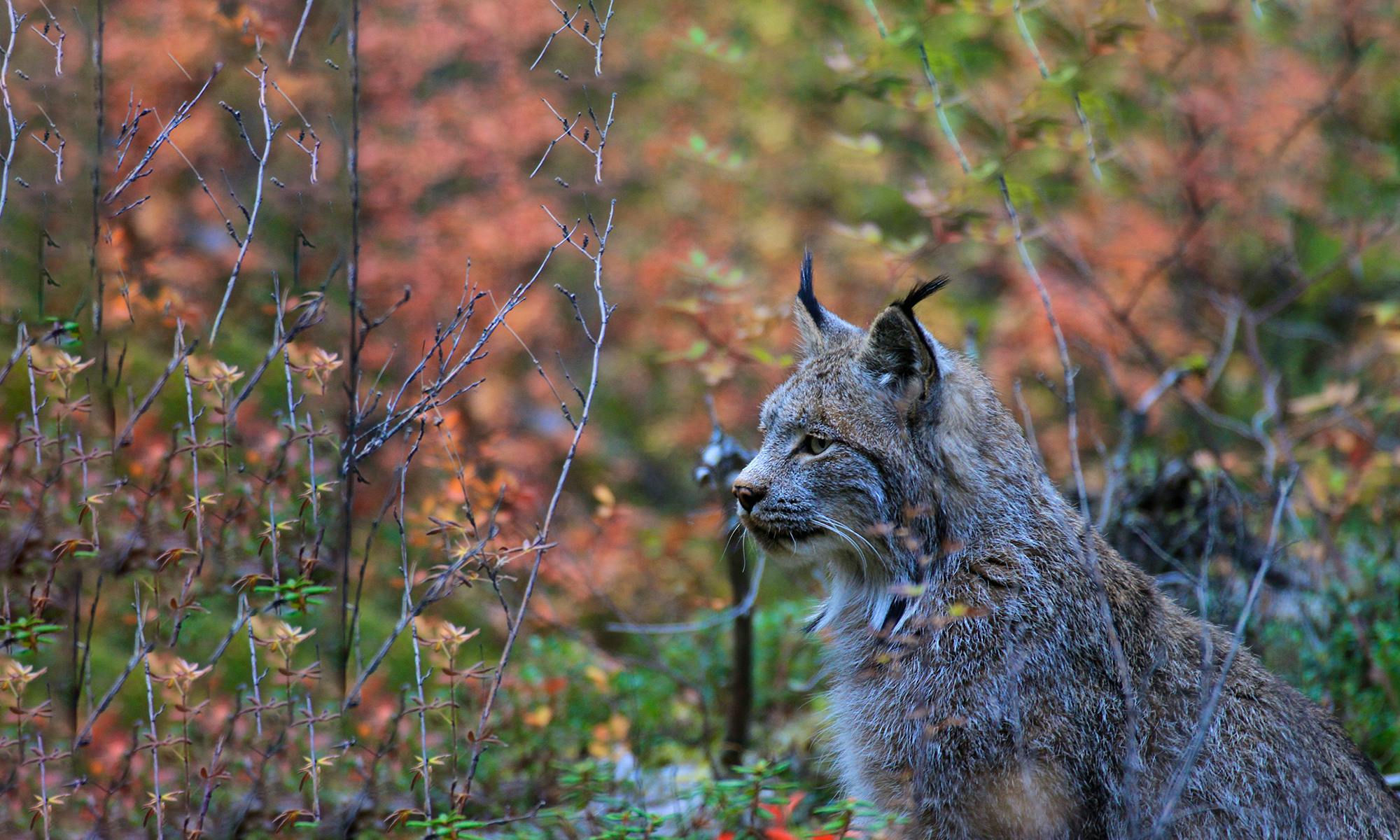Canada lynx