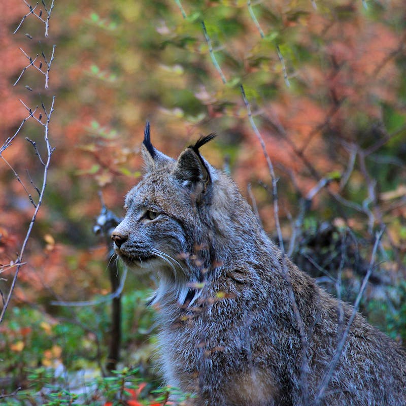 Canada lynx