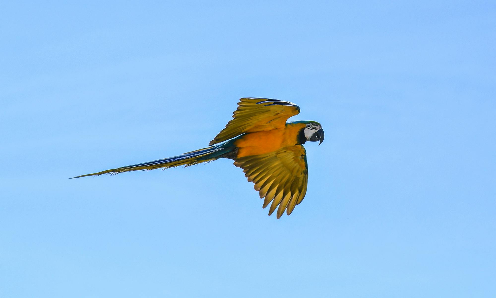 Macaw in Flight
