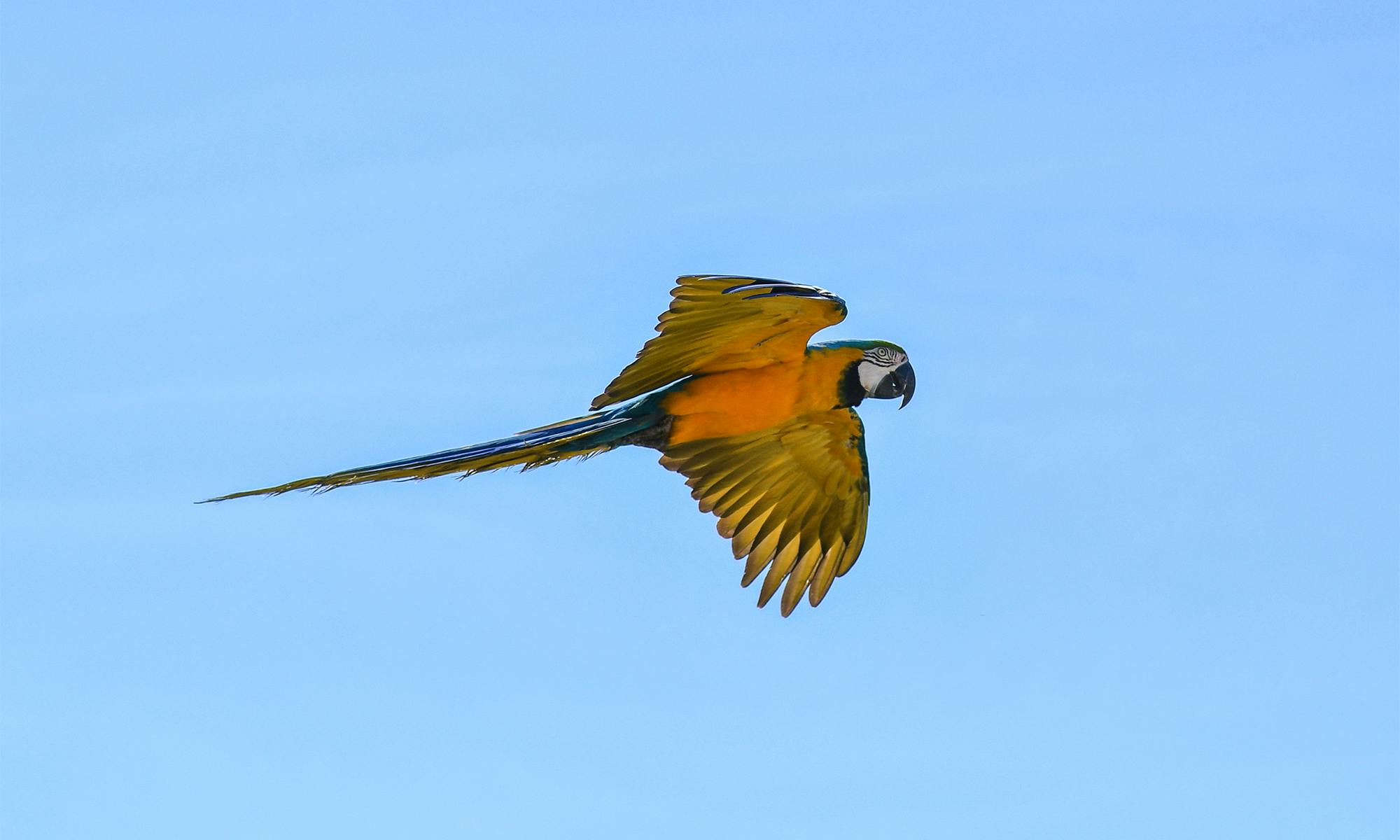 Macaw in Flight