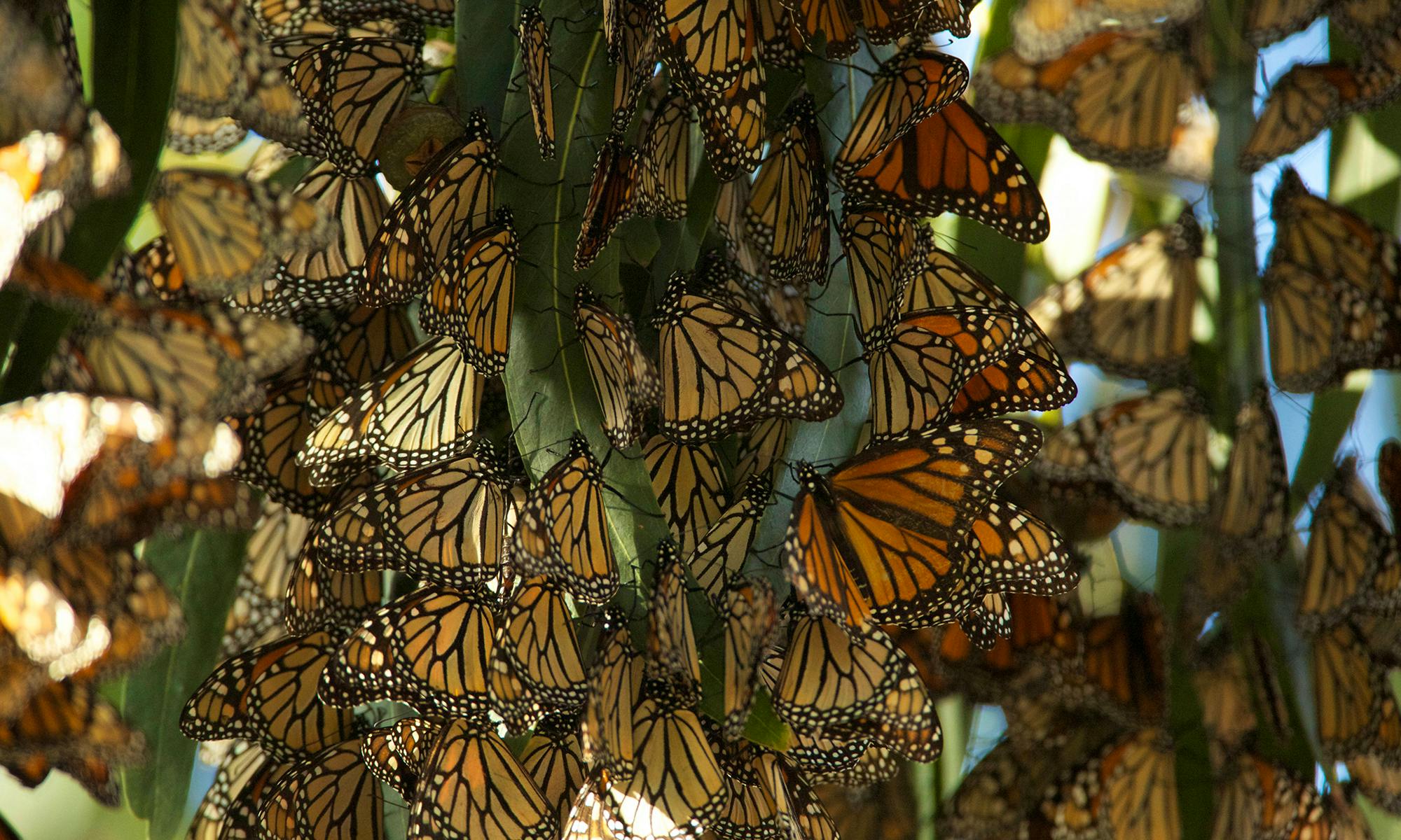 Monarch Butterflies