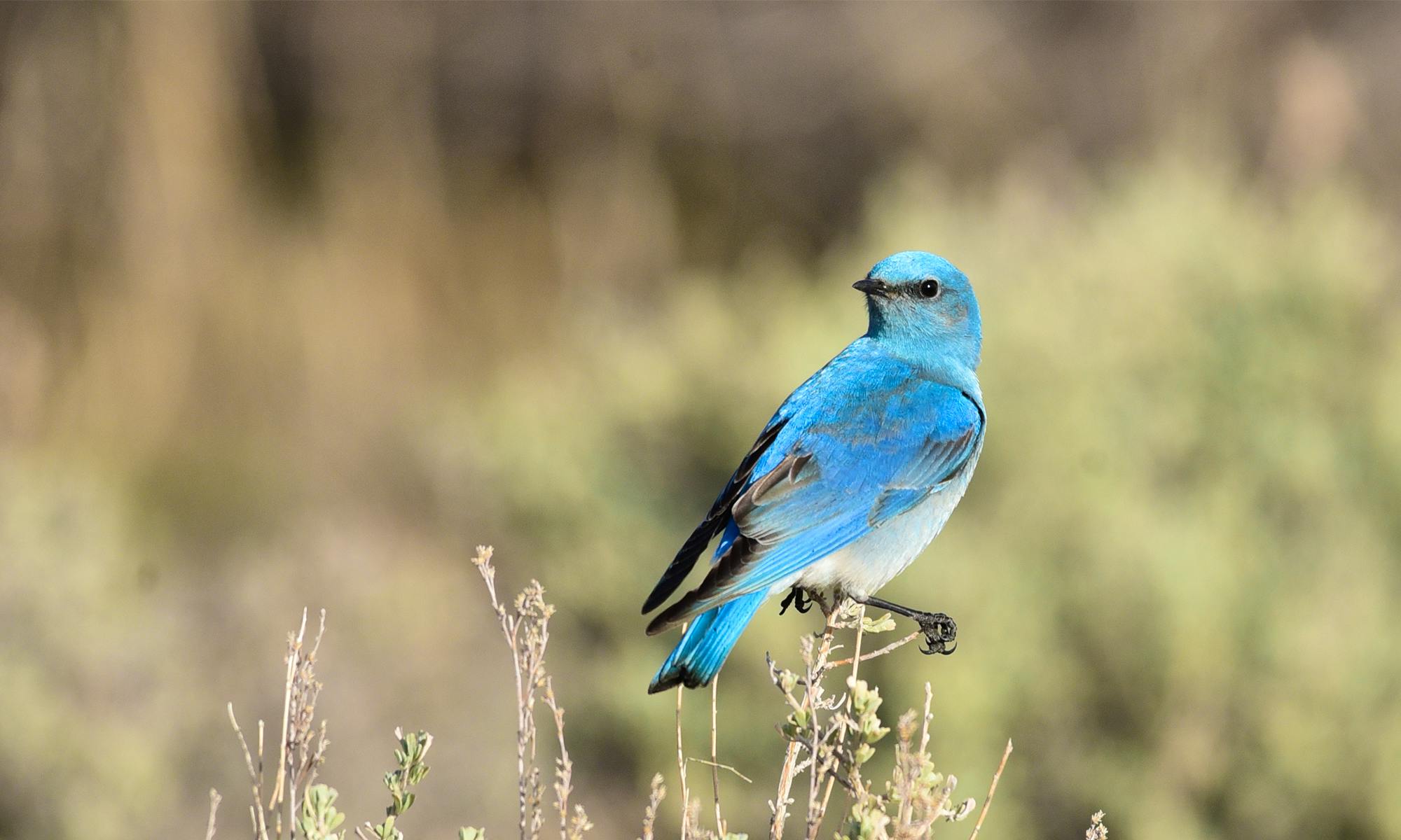 Mountain Bluebird
