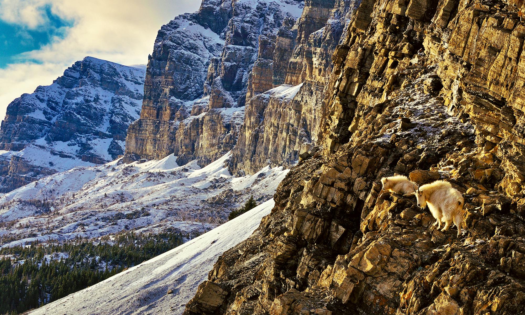 Mountain Goats