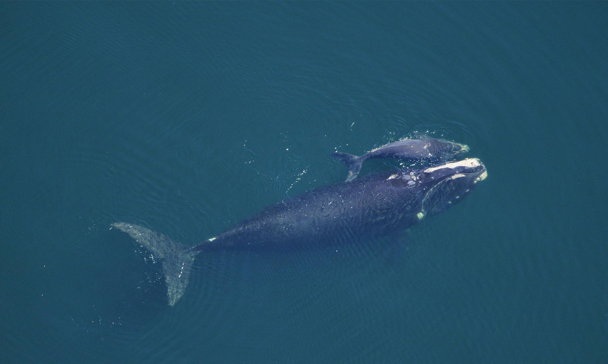 North Atlantic Right Whale and Calf