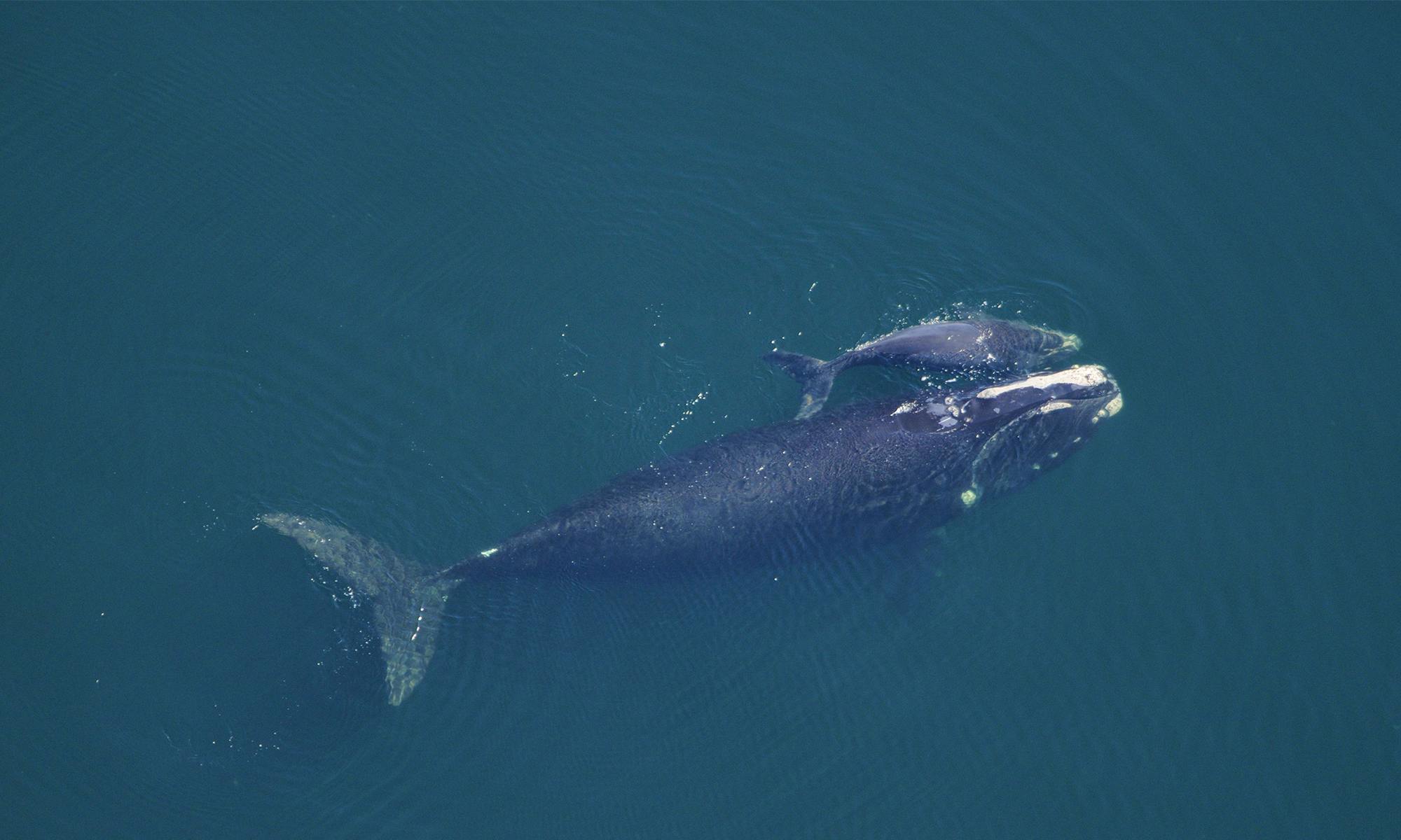 North Atlantic Right Whale and Calf