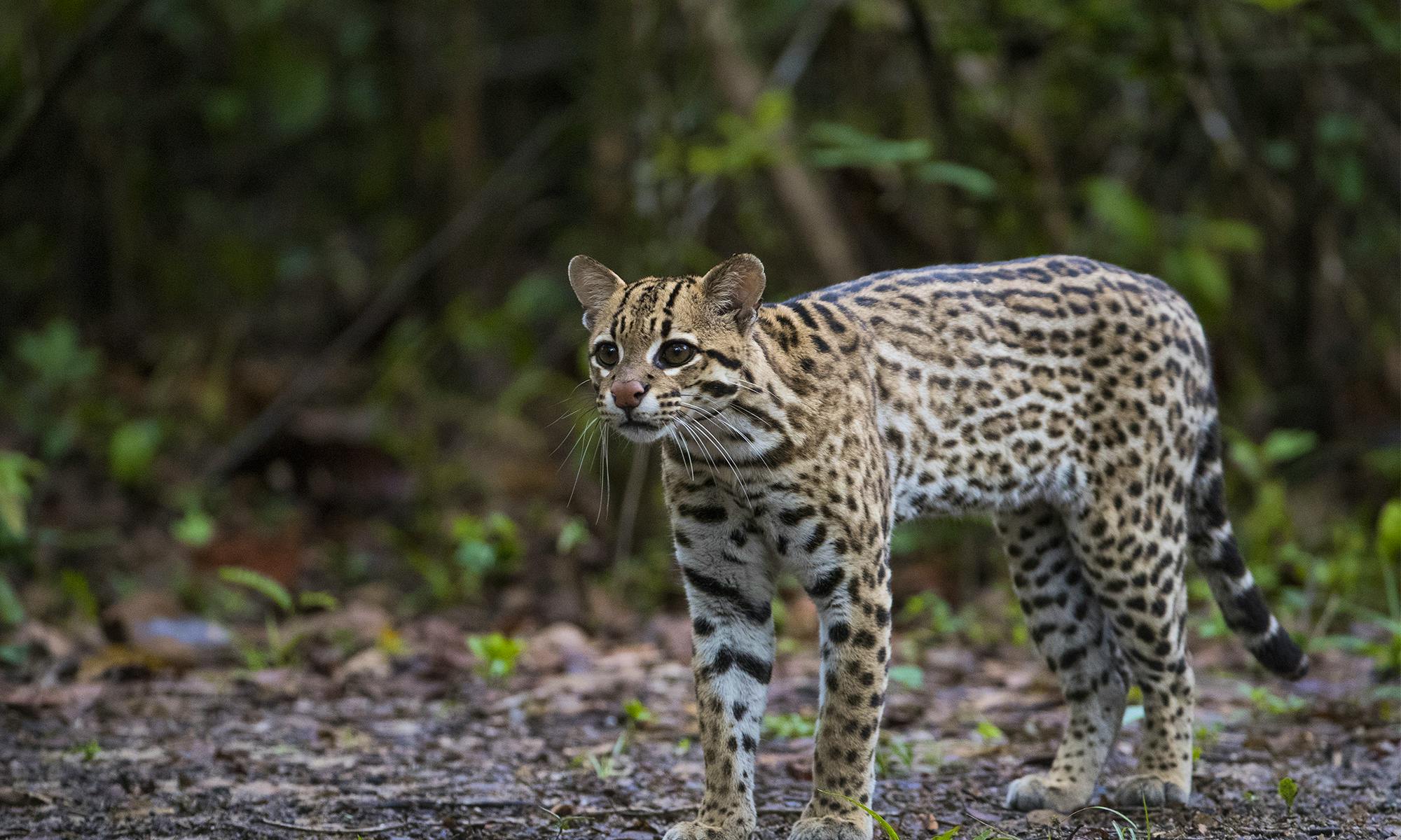 Ocelot 