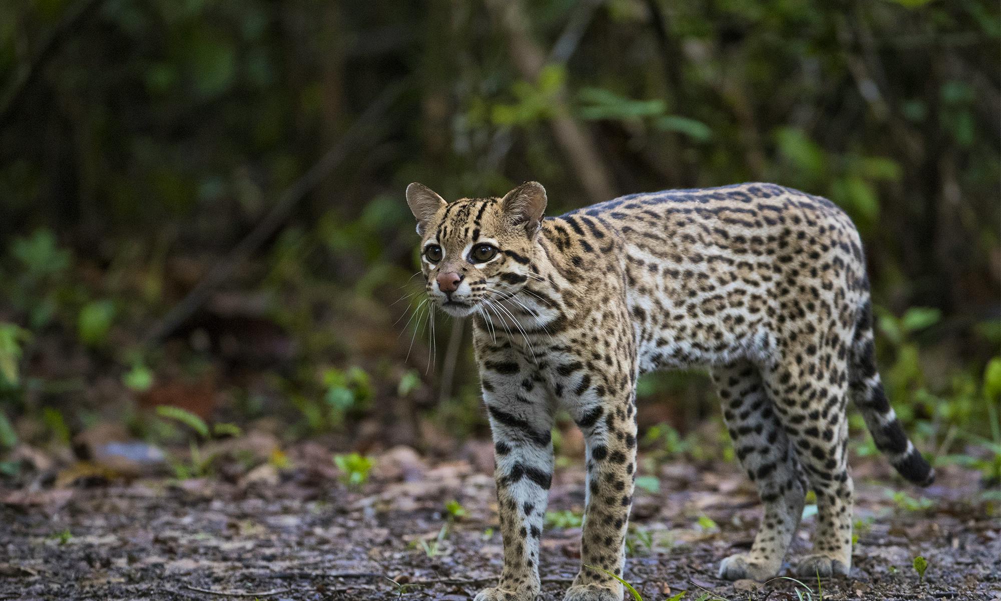 Ocelot 