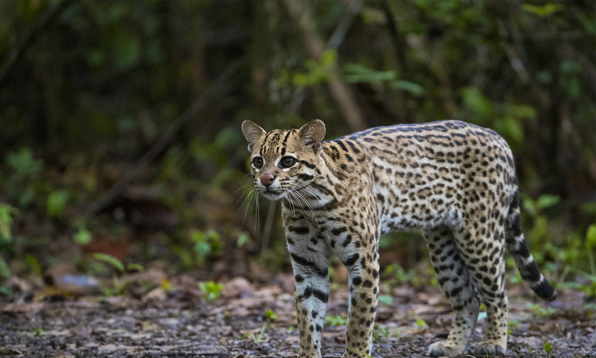 Ocelot