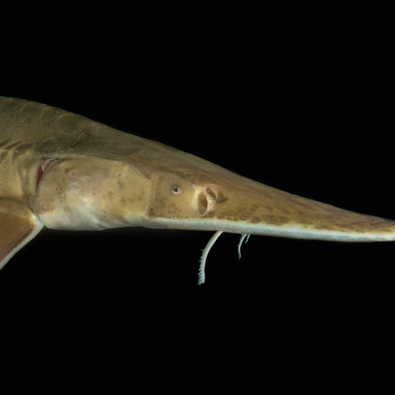 Pallid sturgeon