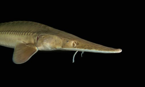 Pallid sturgeon