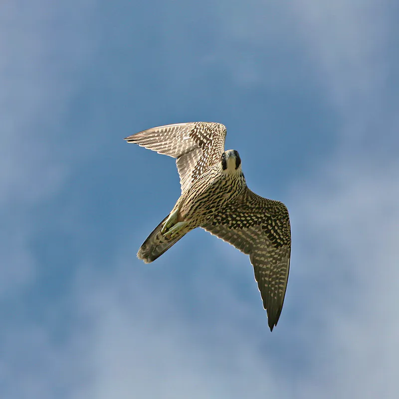 California Condor | Defenders of Wildlife