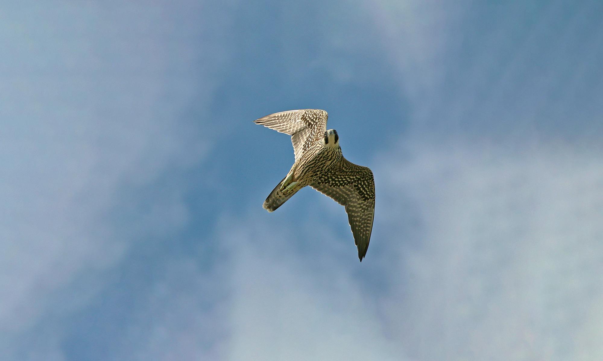 Peregrine Falcon