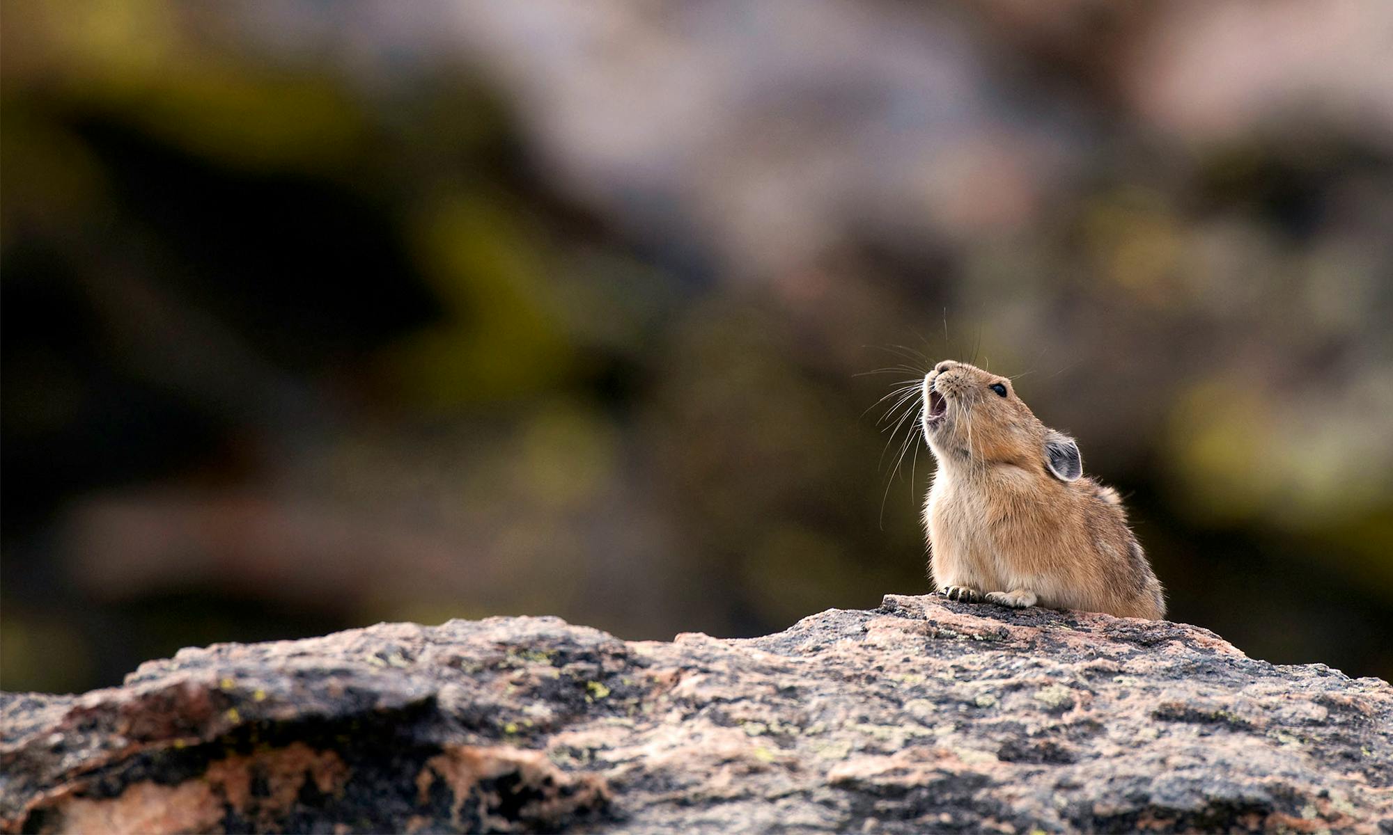 Pika Rocky Mountains