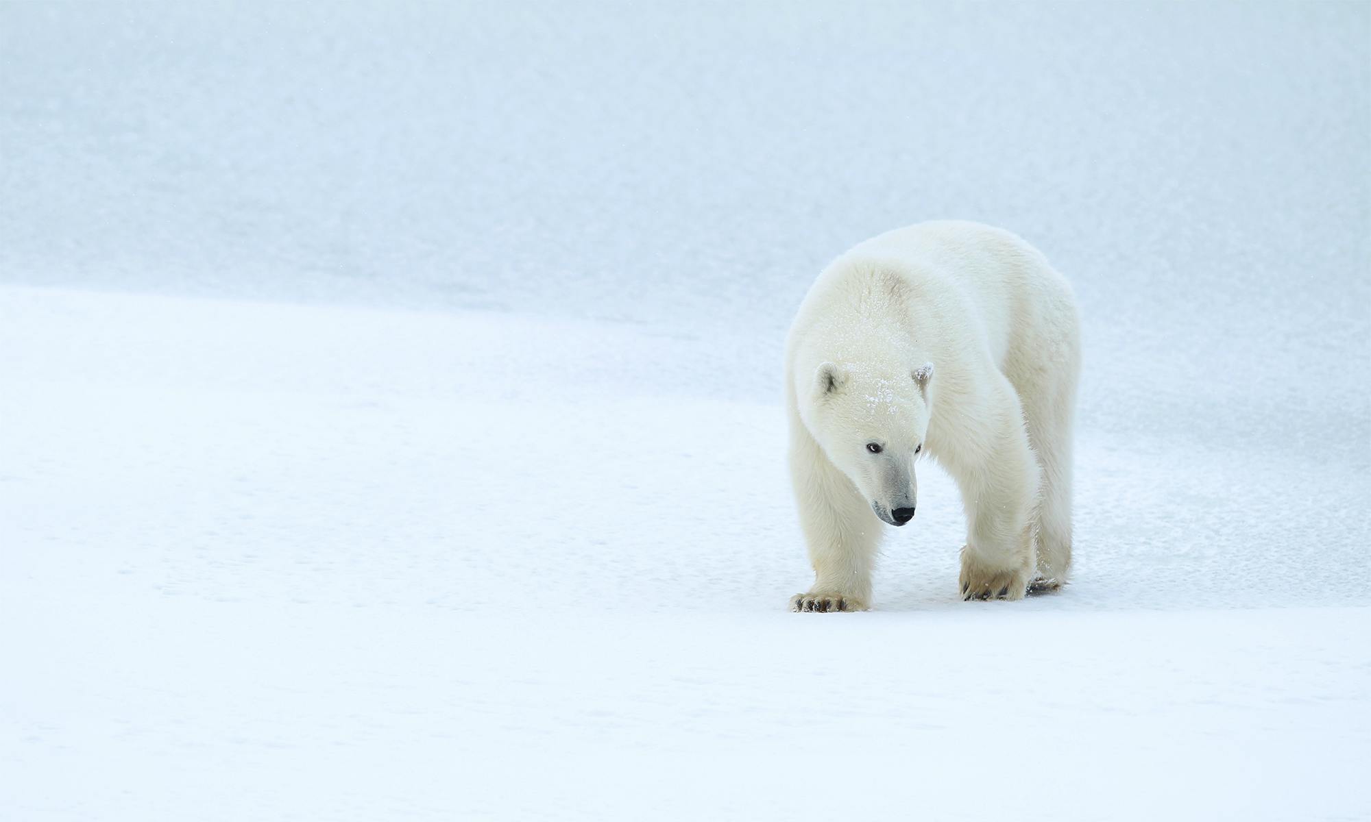 Polar bear