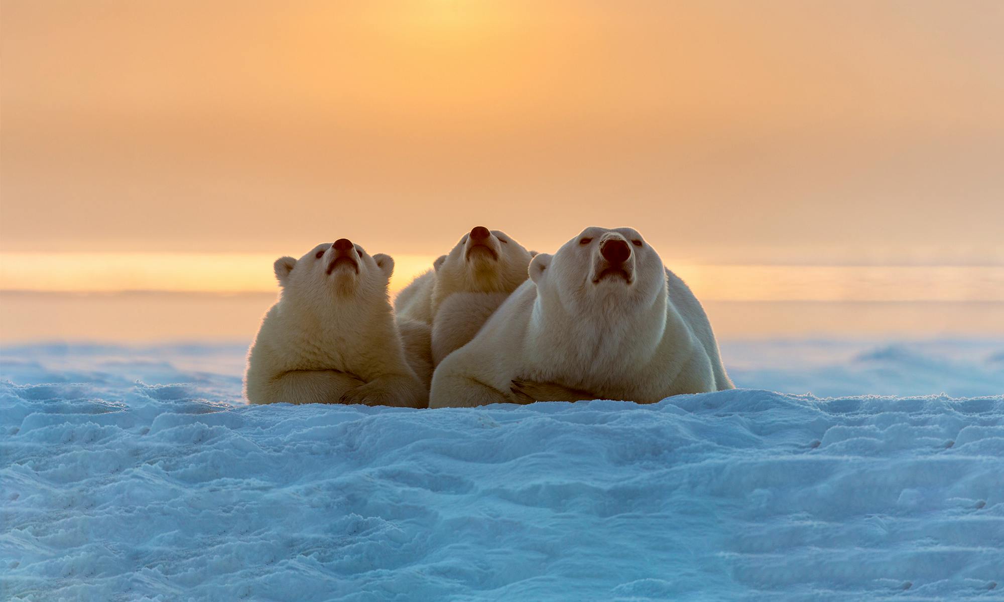 Polar bear with cubs