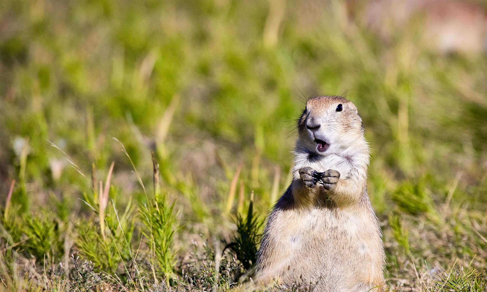 Prairie Dog Alarm Call