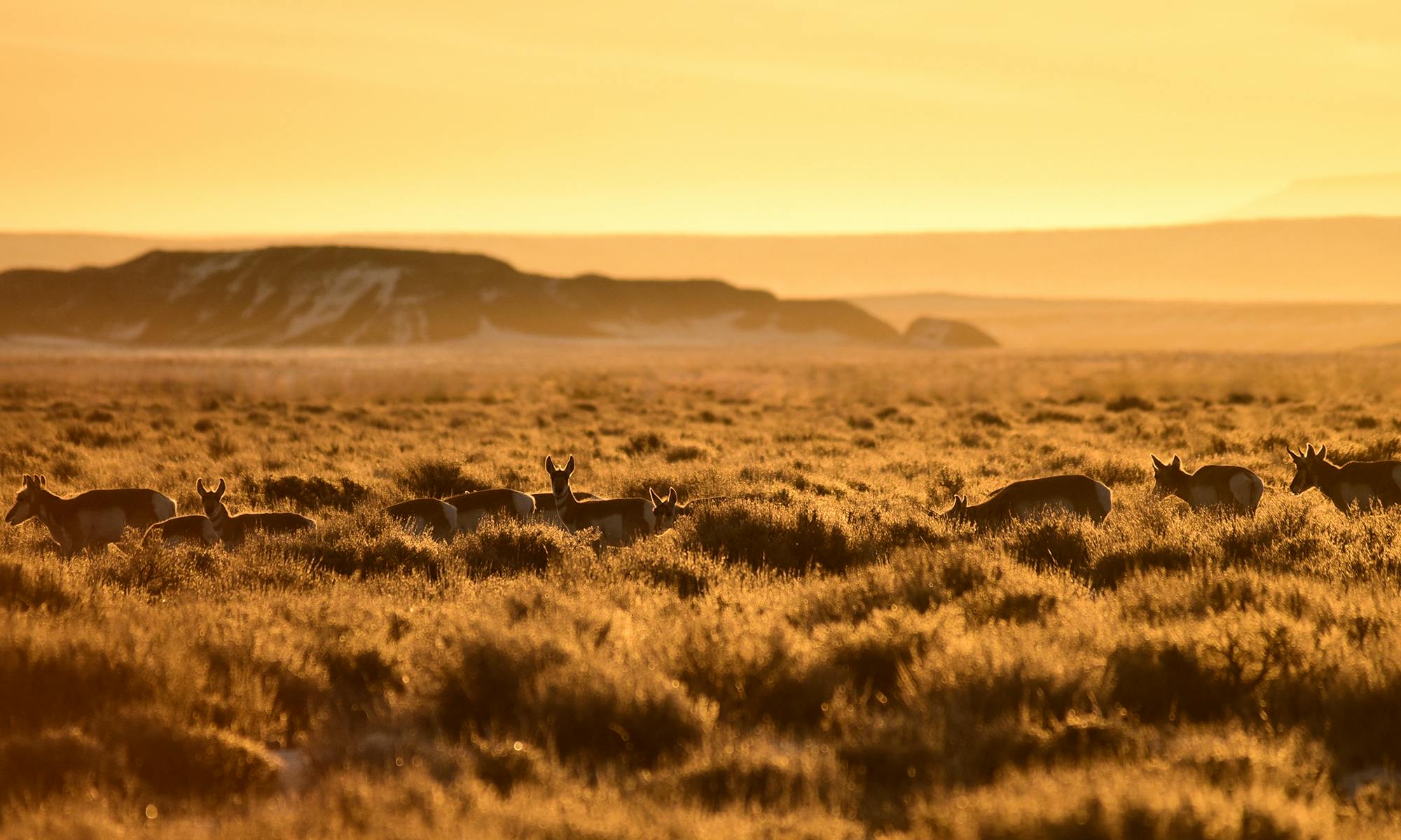 Pronghorn in Sagebrush Sea