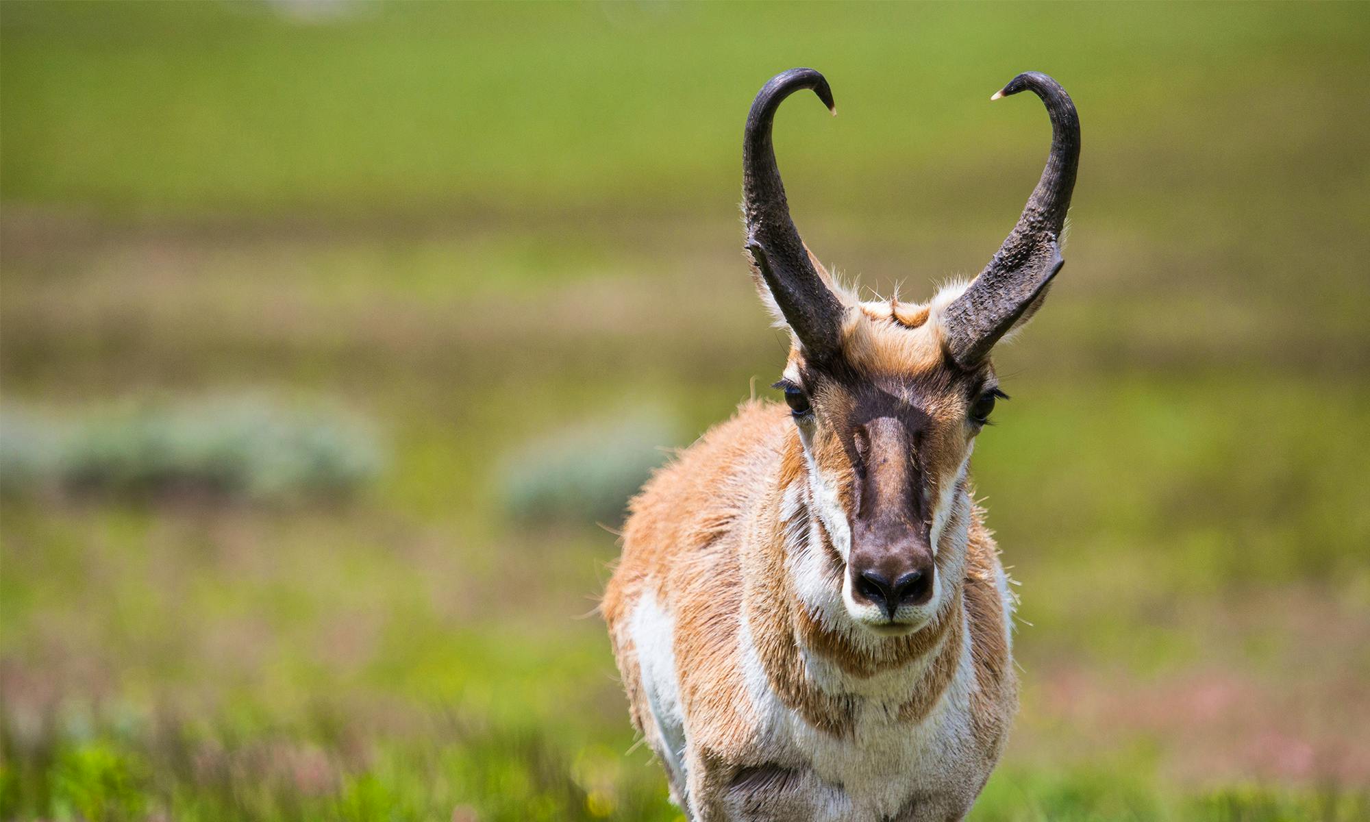 Pronghorn in Yellowstone