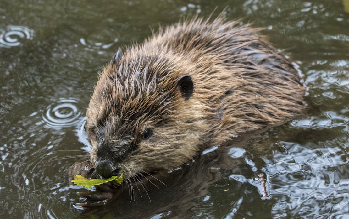 Beaver munching on a leaf