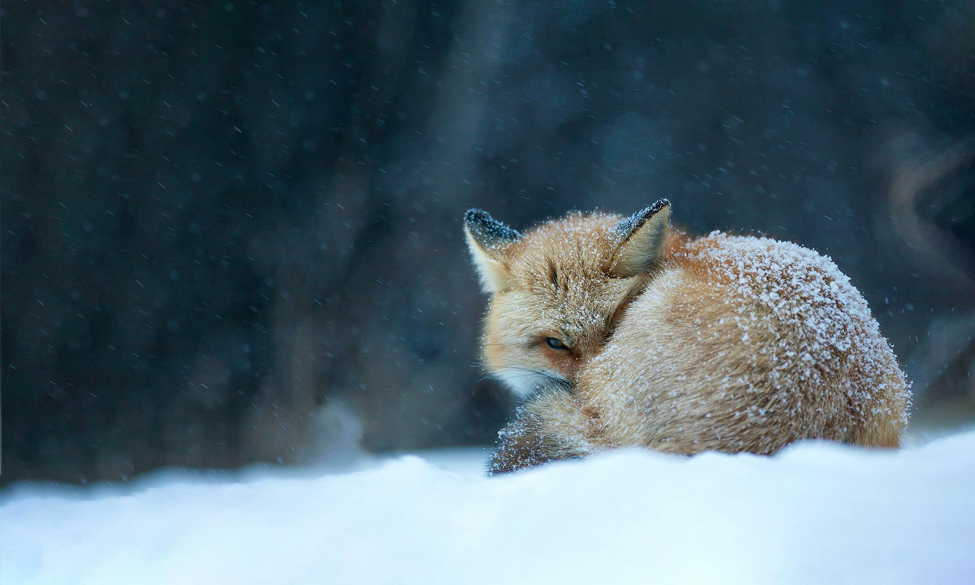 Red Fox in Snow