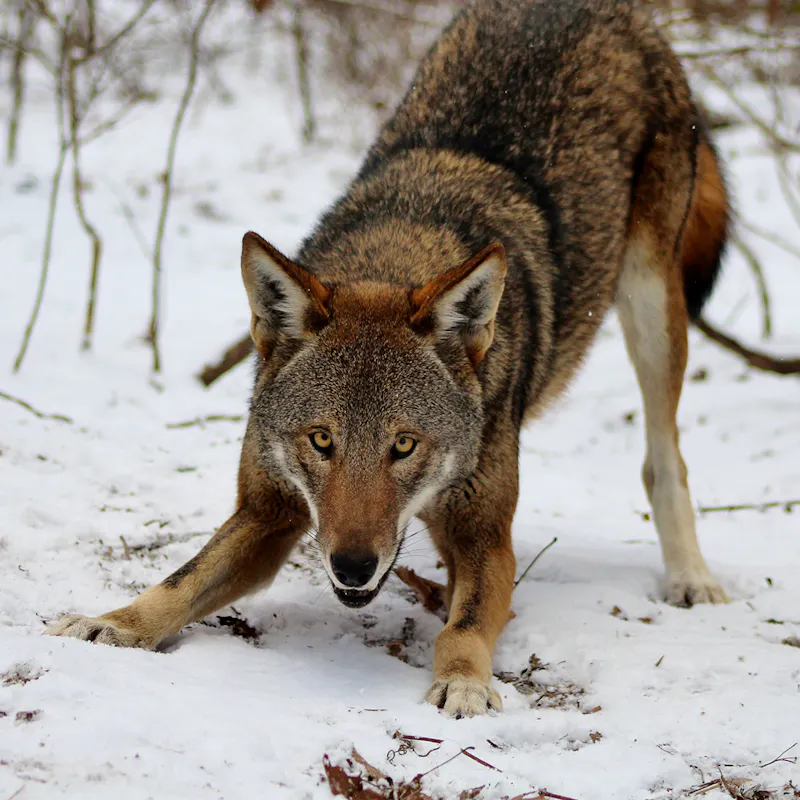 Red Wolves: Where to Next | Defenders of Wildlife