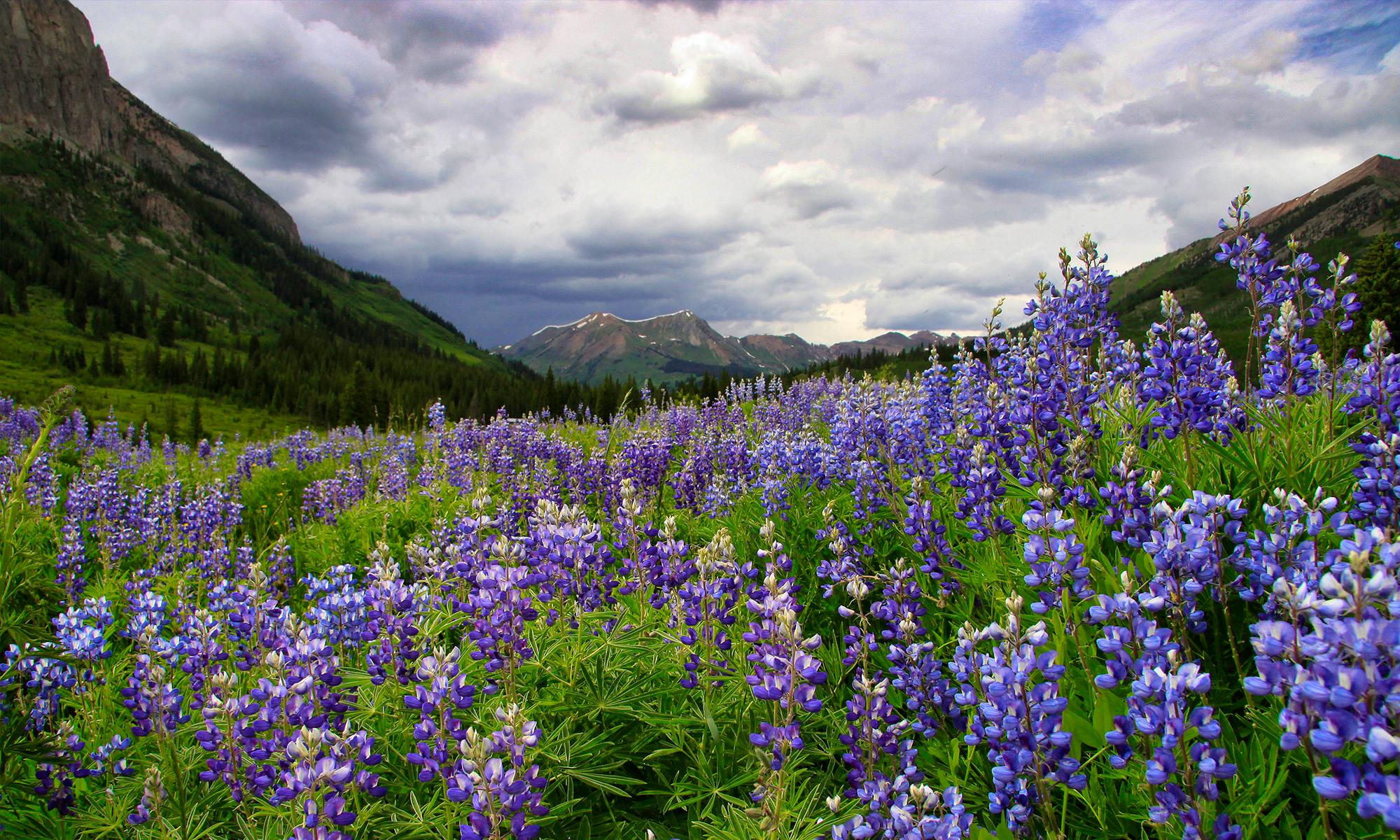 Colorado Rockies with Lupine