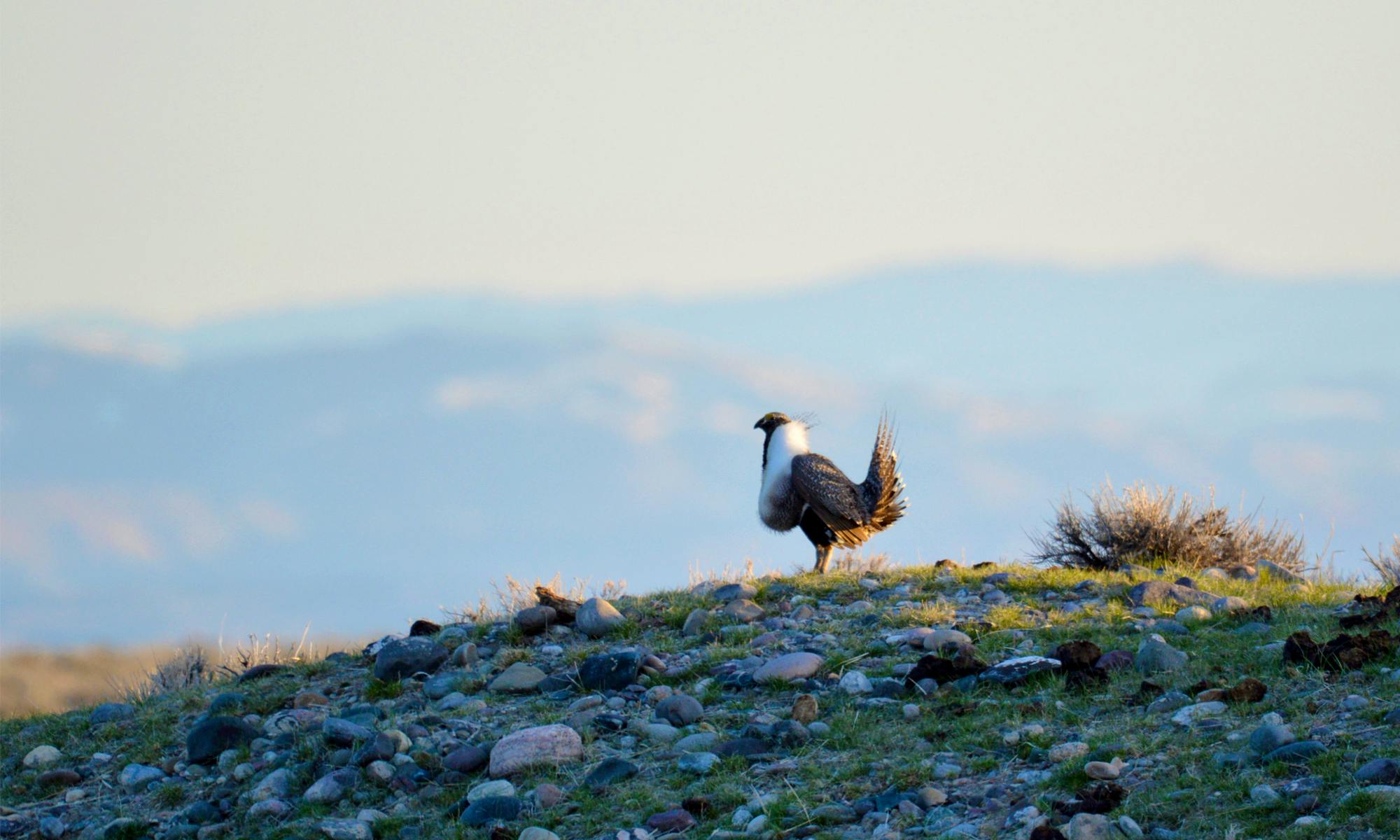 Sage-Grouse on a hill