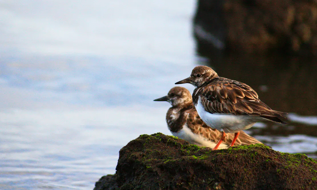 Sandpipers