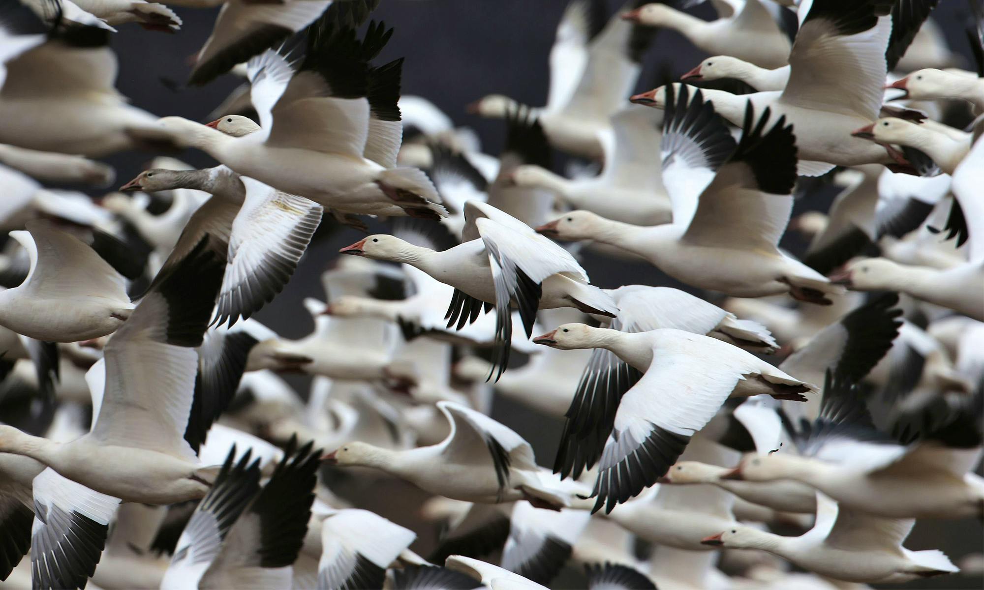 Snow Geese