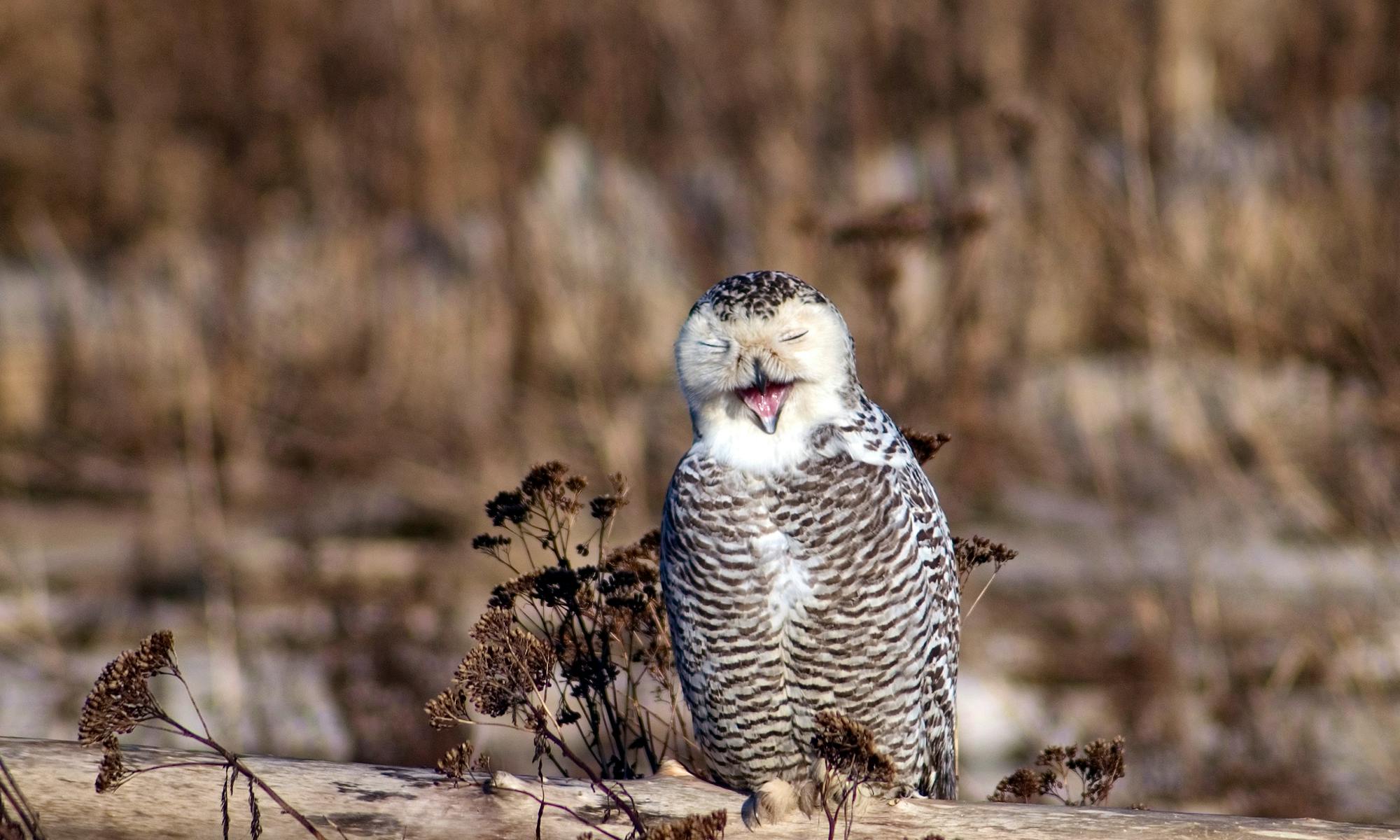 Snowy Owl