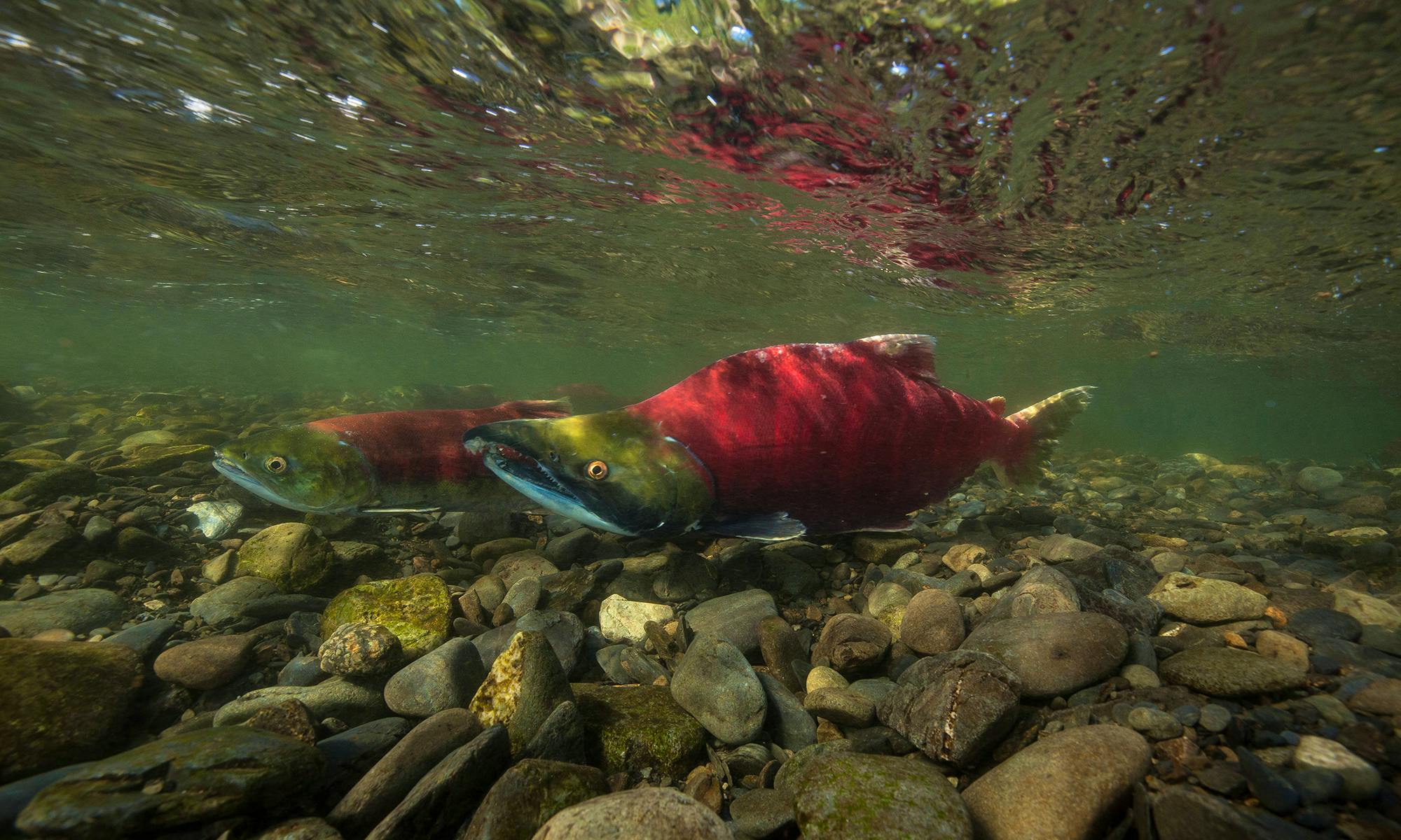 Pacific Salmon Defenders of Wildlife