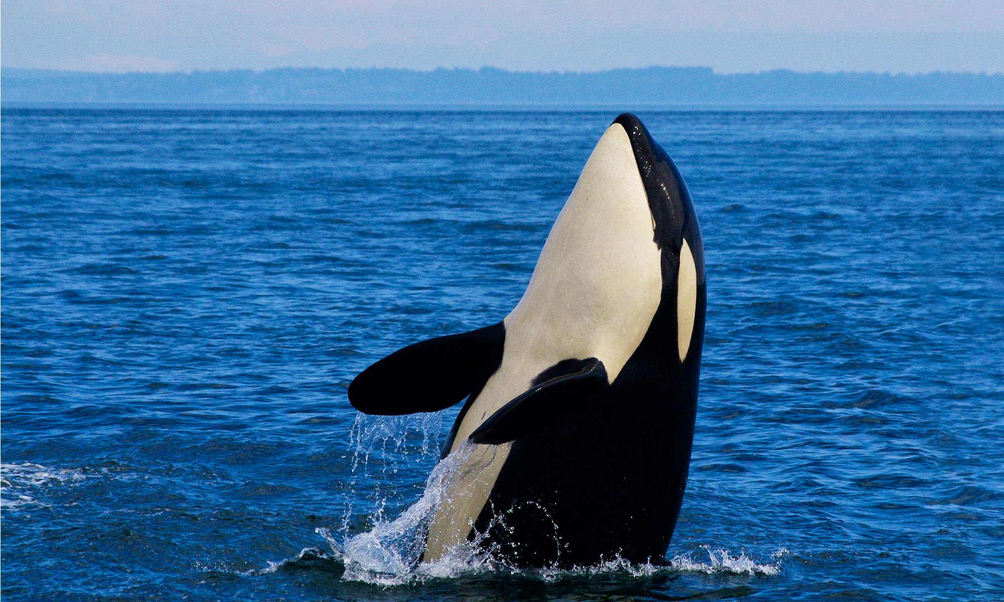 Southern Resident Orca Breaching