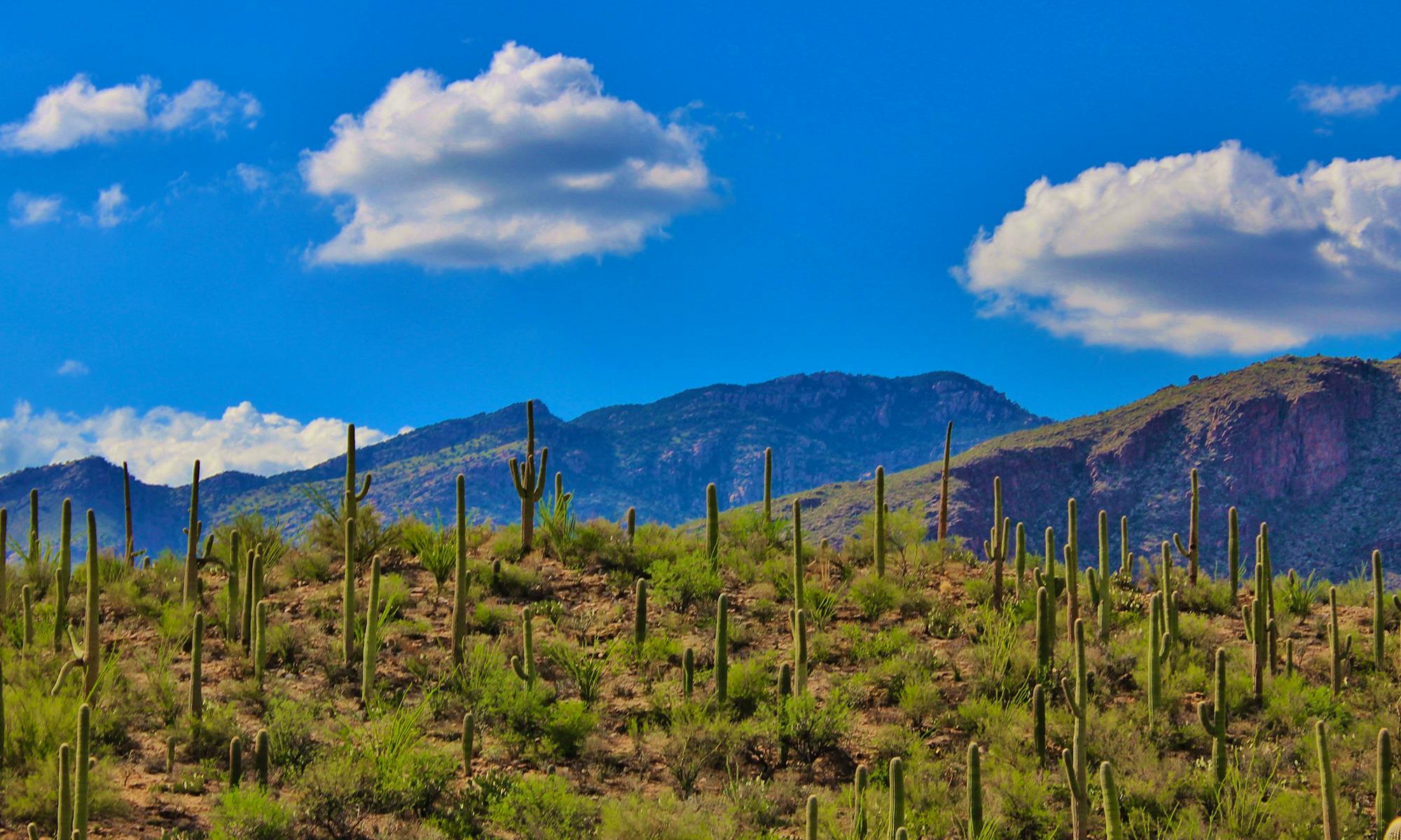 Southwest tuscon cactus and mountains